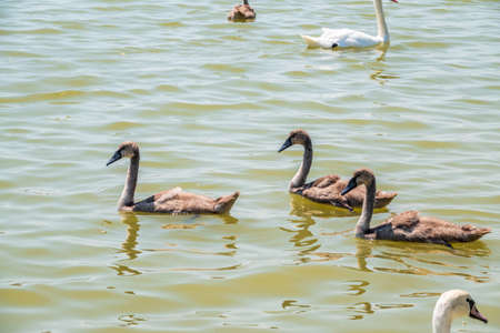 Beautiful baby cygnet mute swan fluffy gray and white chicks. Springtime new born wild swans birds in pond. Young swans swmming in a lake. The beautiful fluffy, soft and gray cygnets look adorable.の写真素材