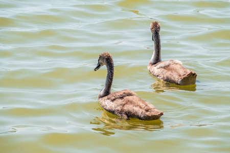 Beautiful baby cygnet mute swan fluffy gray and white chicks. Springtime new born wild swans birds in pond. Young swans swmming in a lake. The beautiful fluffy, soft and gray cygnets look adorable.の写真素材
