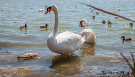 A pair of mute swans, Cygnus olor, swimming on a lake with its new born baby cygnets. White swans and its chicks. Mute swan protects its small offspring. Gray, fluffy new born baby cygnets.の写真素材