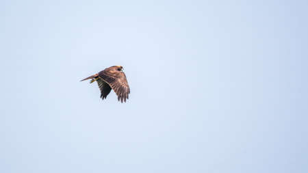 The bird of prey Black Kite flying in blue Sky. The black kite, Milvus migrans, is a medium-sized bird of prey.の写真素材
