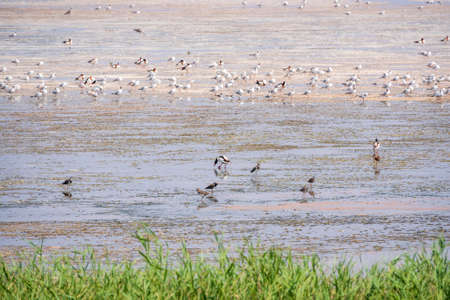 Big flock of water birds seagulls and waders on lake shore. A group of seagulls feeding on the shore near the waterの写真素材