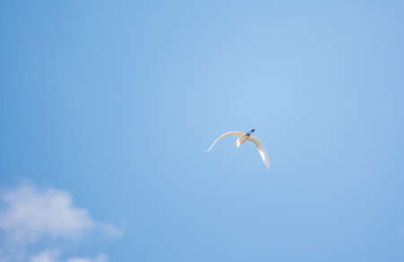 Little Egret in Flight. Small White Heron, lat. Egretta garzettaの写真素材