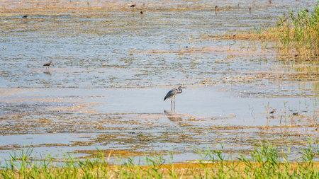 The gray heron stands in the lake. Gray heron Ardea cinerea looking at fish in shallow waterの写真素材