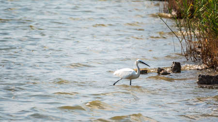 The white heron stands in the lake. Small White Heron, lat. Egretta garzetta, looking at fish in shallow waterの写真素材
