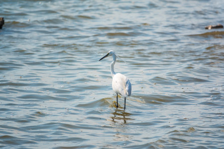 The white heron stands in the lake. Small White Heron, lat. Egretta garzetta, looking at fish in shallow waterの写真素材