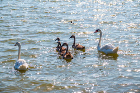 A pair of mute swans, Cygnus olor, swimming on a lake with its new born baby cygnets. White swans and its chicks. Mute swan protects its small offspring. Gray, fluffy new born baby cygnets.の写真素材