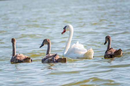 A female mute swan, Cygnus olor, swimming on a lake with its new born baby cygnets. White swan and its chicks. Mute swan protects its small offspring. Gray, fluffy new born baby cygnets.の写真素材