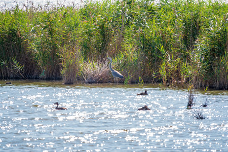 The gray heron stands in the lake. Gray heron Ardea cinerea looking at fish in shallow waterの写真素材