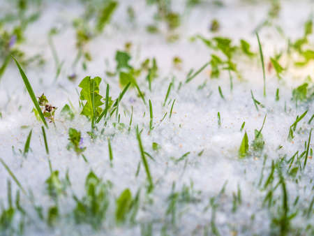 White Poplar fluff lies on the green grass, concept poplar allergy. Grass covered with seeds and white fluff, illuminated by the rays of the sunの写真素材