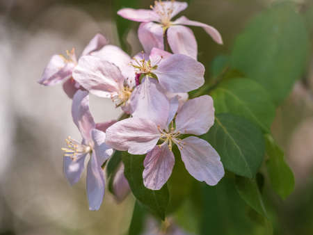 Fresh pink flowers of a blossoming apple tree with blurred background. Blossoming an apple tree. Pink flowers, Close-up.の写真素材