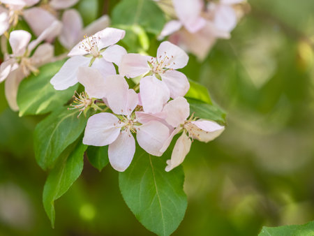 Fresh pink flowers of a blossoming apple tree with blurred background. Blossoming an apple tree. Pink flowers, Close-up.の写真素材