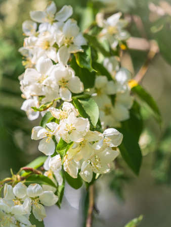 White blossoming apple trees. White apple tree flowers. Spring season, spring colorsの写真素材
