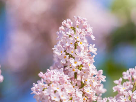 Pink Blooming Lilac Flowers in spring. Branches with spring lilac flowersの写真素材