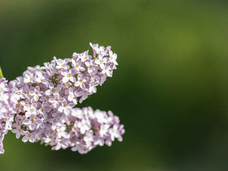 Pink Blooming Lilac Flowers in spring. Branches with spring lilac flowersの写真素材