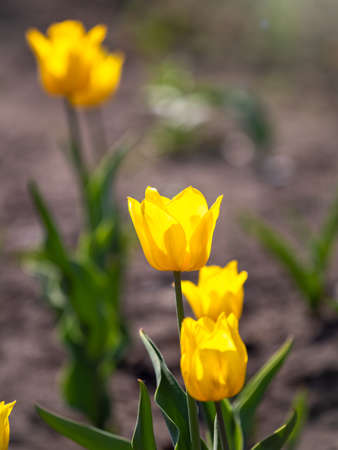 Colorful yellow tulips blossom in spring. Natural sprintime background.の写真素材