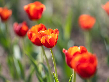 Colorful red tulips blossom in spring. Natural sprintime background.の写真素材
