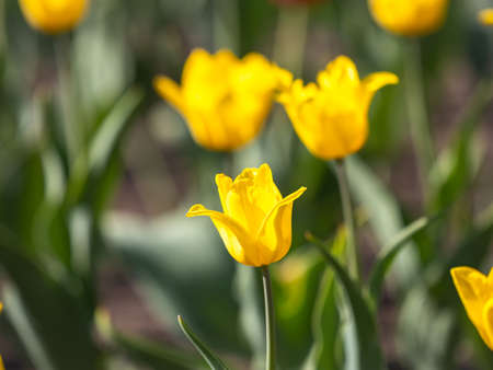 Colorful yellow tulips blossom in spring. Natural sprintime background.の写真素材