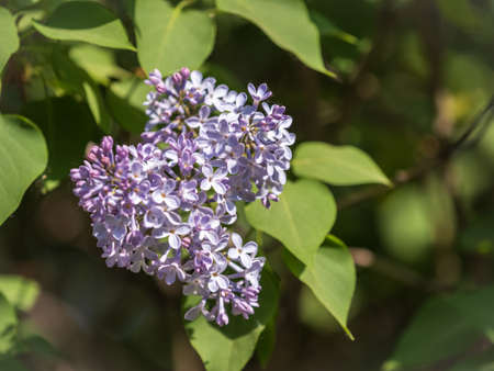 Pink Blooming Lilac Flowers in spring. Branches with spring lilac flowersの写真素材