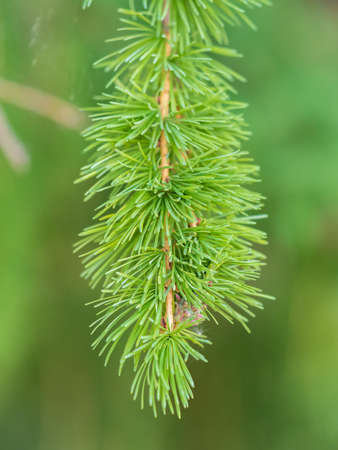 Young branches of larch. Close up of green larch young needles. Larix sibirica, the Siberian larch or Russian larch.の写真素材
