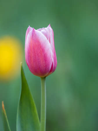 Beautiful pink and white tulips flower bed in the green spring garden. Natural sprintime background.の写真素材