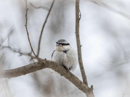 Eurasian nuthatch or wood nuthatch, lat. Sitta europaea, sitting on a tree branch with a blurred background. Gray and Orange colored small bird with a black eyestripe.の写真素材
