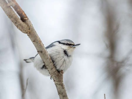 Eurasian nuthatch or wood nuthatch, lat. Sitta europaea, sitting on a tree branch with a blurred background. Gray and Orange colored small bird with a black eyestripe.の写真素材