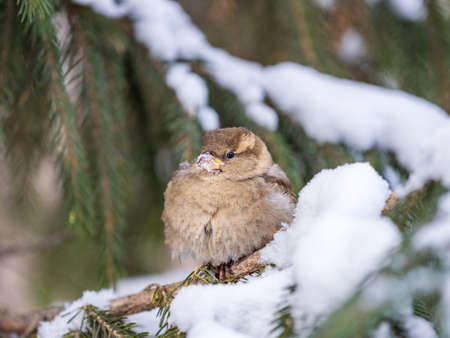 Sparrow sits on a fir branch in the sunset light. Sparrow on a branch with snow in the autumn or winterの写真素材