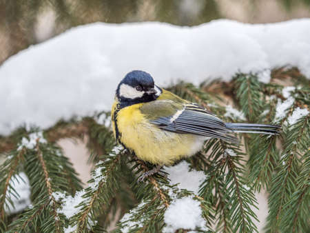 Cute bird Great tit, songbird sitting on the fir branch with snow in winter. Parus majorの写真素材