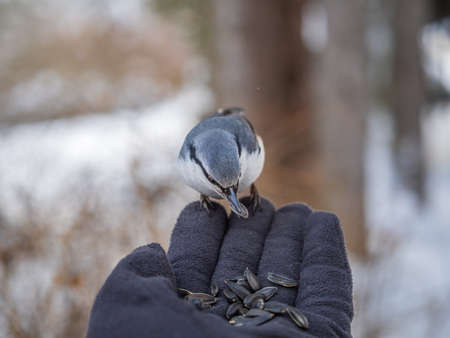 The Eurasian nuthatch eats seeds from a man's hand. Hungry bird wood nuthatch eating seeds from a hand during winter or autumn. Caring for animals in winter or autumn.の写真素材
