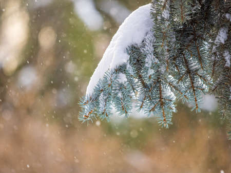 Green fir branches in winter covered with snow. Branches of fir tree as background, closeup. Christmas backgroundの写真素材