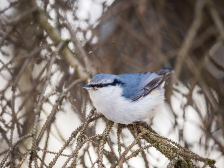 Eurasian nuthatch or wood nuthatch, lat. Sitta europaea, sitting on a tree branch with a blurred background. Gray and Orange colored small bird with a black eyestripe.の写真素材