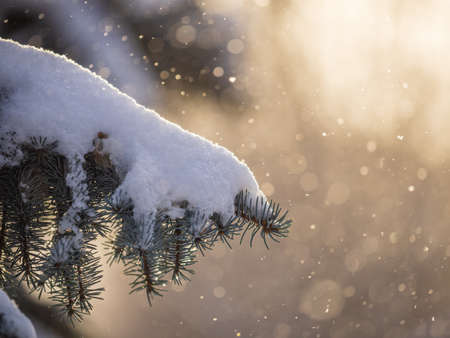 Green fir branches in winter covered with snow. Branches of fir tree as background, closeup. Christmas backgroundの写真素材