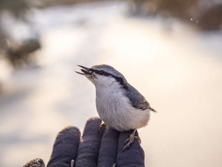 The Eurasian nuthatch eats seeds from a man's hand. Hungry bird wood nuthatch eating seeds from a hand during winter or autumn. Caring for animals in winter or autumn.の写真素材