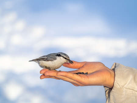 The Eurasian nuthatch eats seeds from a palm. Hungry bird wood nuthatch eating seeds from a hand during winter or autumn. Caring for animals in winter or autumn.の写真素材
