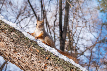Squirrel in winter sits on a tree trunk with snow. Eurasian red squirrel, Sciurus vulgaris, sitting on branch covered in snow in winter.の写真素材