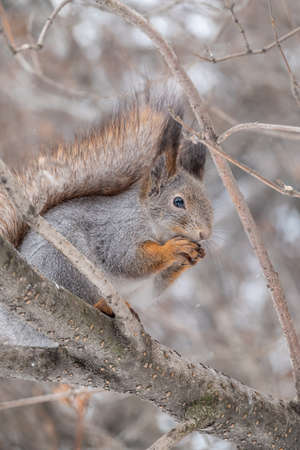 The squirrel with nut sits on tree in the winter or late autumn. Eurasian red squirrel, Sciurus vulgaris.の写真素材