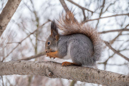The squirrel with nut sits on tree in the winter or late autumn. Eurasian red squirrel, Sciurus vulgaris.の写真素材