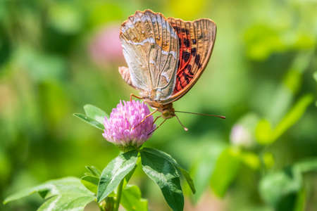 The dark green fritillary butterfly collects nectar on flower. Speyeria aglaja, previously known as Argynnis aglaja is a species of butterfly in the family Nymphalidae.の写真素材