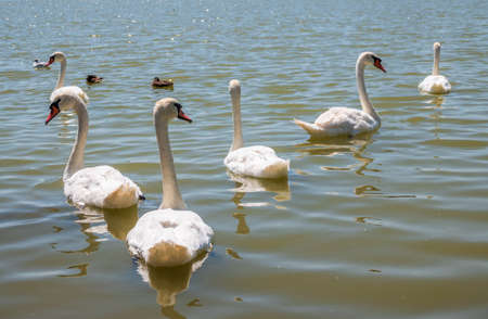 A large flock of graceful white swans swims in the lake., Swans in the wild. The mute swan, latin name Cygnus olor.の写真素材