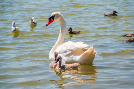 A female mute swan, Cygnus olor, swimming on a lake with its new born baby cygnets. White swan and its chicks. Mute swan protects its small offspring. Gray, fluffy new born baby cygnets.の写真素材