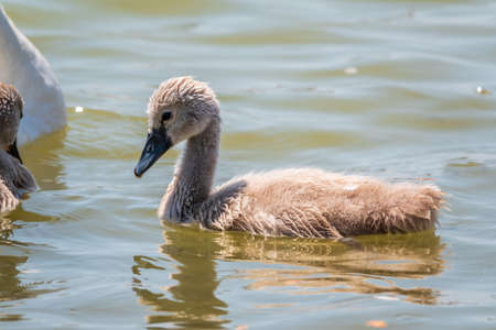 Beautiful baby cygnet mute swan fluffy gray and white chicks. Springtime new born wild swans birds in pond. Young swans swmming in a lake. The beautiful fluffy, soft and gray cygnets look adorable.の写真素材