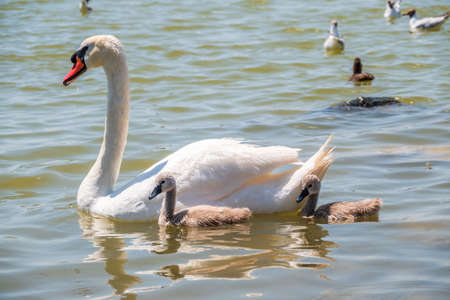 A female mute swan, Cygnus olor, swimming on a lake with its new born baby cygnets. White swan and its chicks. Mute swan protects its small offspring. Gray, fluffy new born baby cygnets.の写真素材