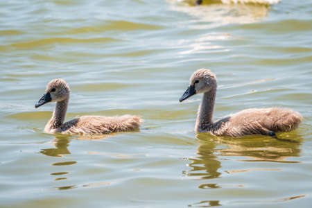 Beautiful baby cygnet mute swan fluffy gray and white chicks. Springtime new born wild swans birds in pond. Young swans swmming in a lake. The beautiful fluffy, soft and gray cygnets look adorable.の写真素材