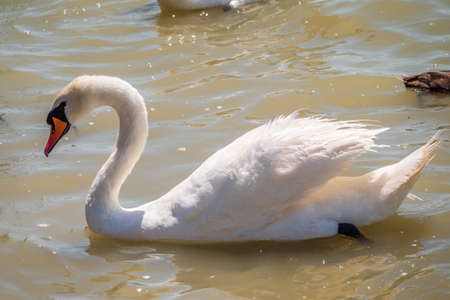 Graceful white Swan swimming in the lake, swans in the wild. Portrait of a white swan swimming on a lake. The mute swan, latin name Cygnus olor.の写真素材