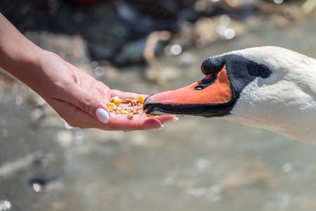 Girl feeding a mute swan in a lake from hand. Mute swan near the lake shore. Birds are not afraid of peopleの写真素材