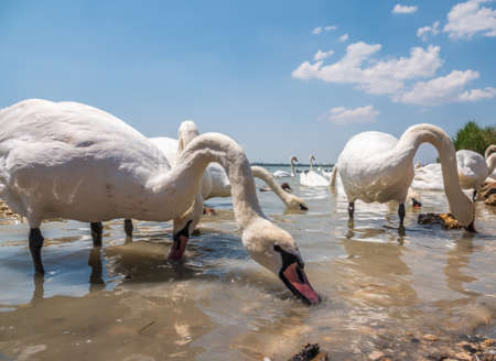 A large flock of graceful white swans swims in the lake., Swans in the wild. The mute swan, latin name Cygnus olor.の写真素材