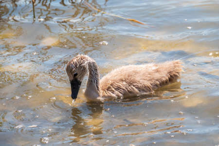 Beautiful baby cygnet mute swan fluffy gray and white chicks. Springtime new born wild swans birds in pond. Young swans swmming in a lake. The beautiful fluffy, soft and gray cygnets look adorable.の写真素材