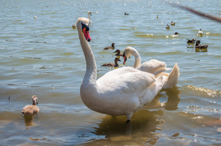 A pair of mute swans, Cygnus olor, swimming on a lake with its new born baby cygnets. White swans and its chicks. Mute swan protects its small offspring. Gray, fluffy new born baby cygnets.の写真素材