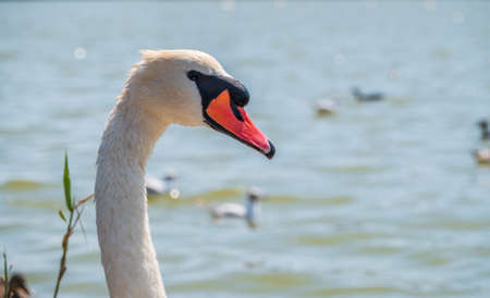 Portrait of a graceful white swan with long neck on blue water background. The mute swan, Cygnus olorの写真素材