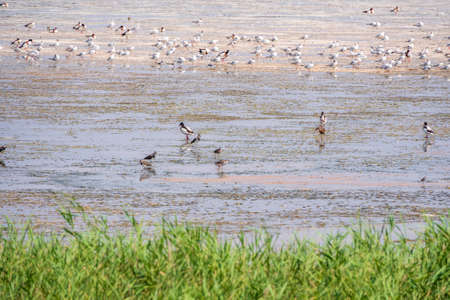 Big flock of water birds seagulls and waders on lake shore. A group of seagulls feeding on the shore near the waterの写真素材